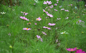 �ݵ��ϵĸ�ɣ��