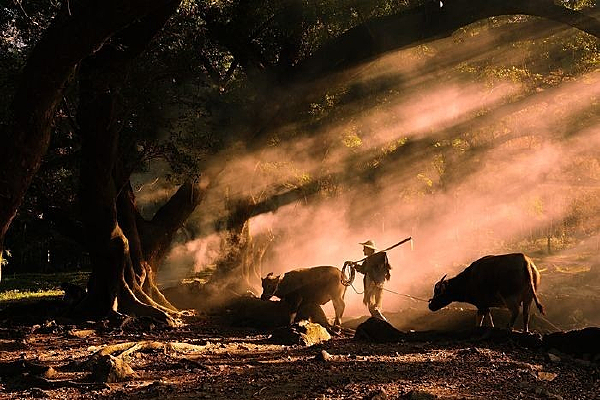 ��ţ����