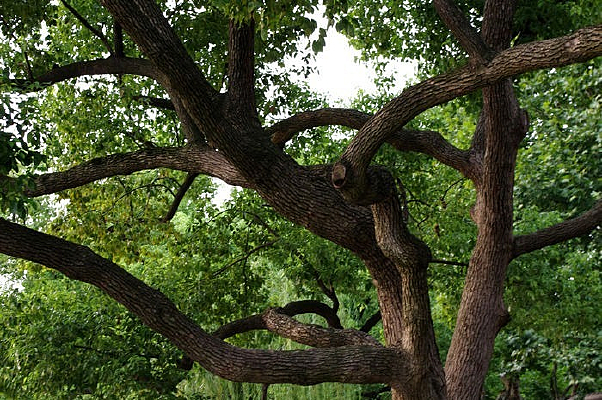 ��ï��Ҷ��֦