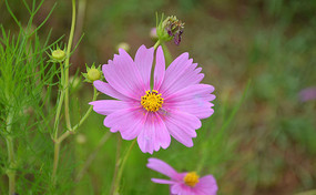 ��ɫ�ĸ�ɣ��