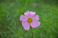 �̵��ϵĸ�ɣ��