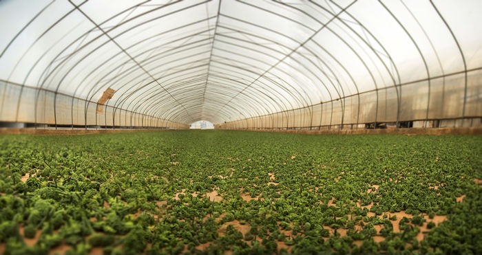 ������ɹ����