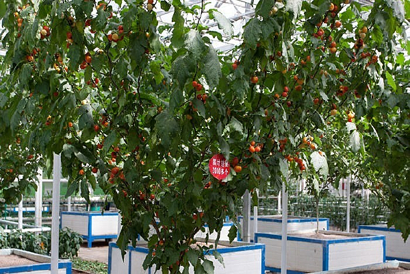 ������˶��