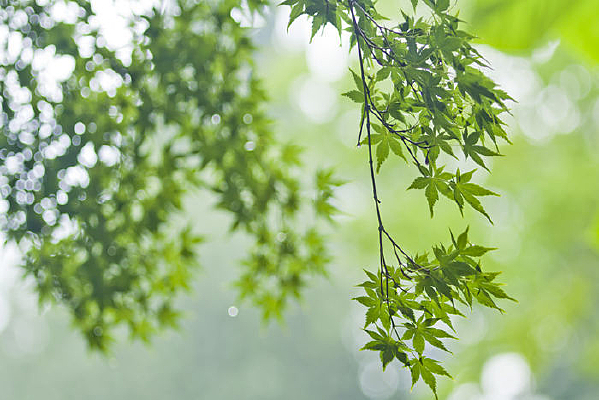 ��������Ҷ