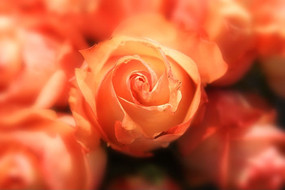 �Ҹ���õ�廨