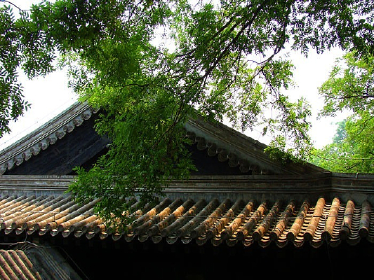 ��������ɫֲ��