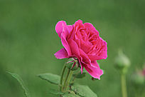 ���޵ĺ�ɫ�¼���