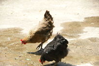 �����µ�ĸ��