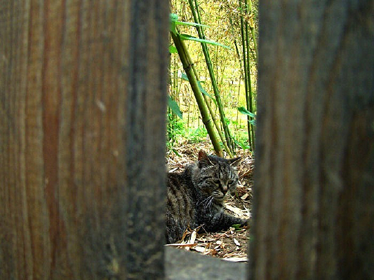 ������ͼƬ