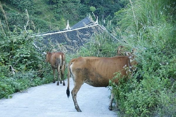 �����еĻ�ţ