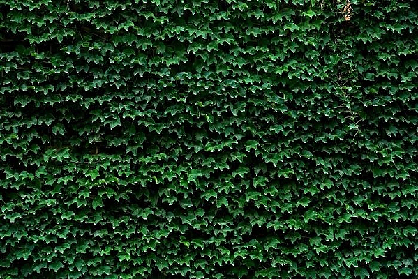 Ҷ������