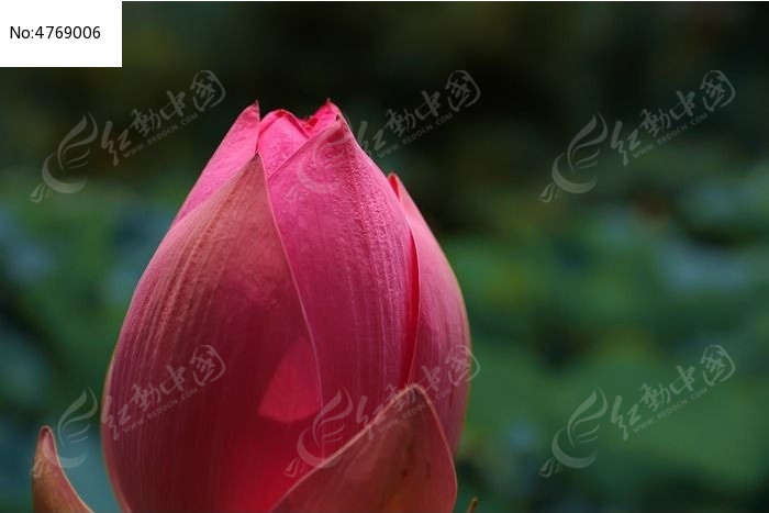 �������ŵķۺ�ɫ�ɻ�������ͼͼƬ