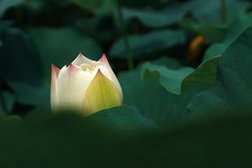 ��ɫ�ɻ�����