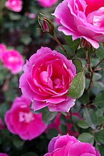 ���޵Ļ���