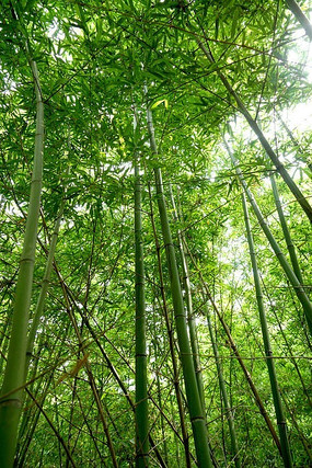 茂盛的竹子林高清拍摄
