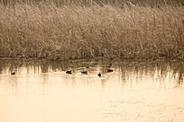 �Ѻ�����