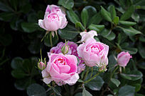 ʢ�����¼�