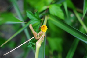 ��ɫС����