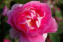 ����ɫ����