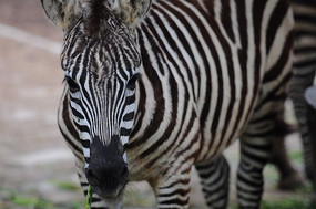 ������Ӱ