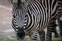 ������Ӱ