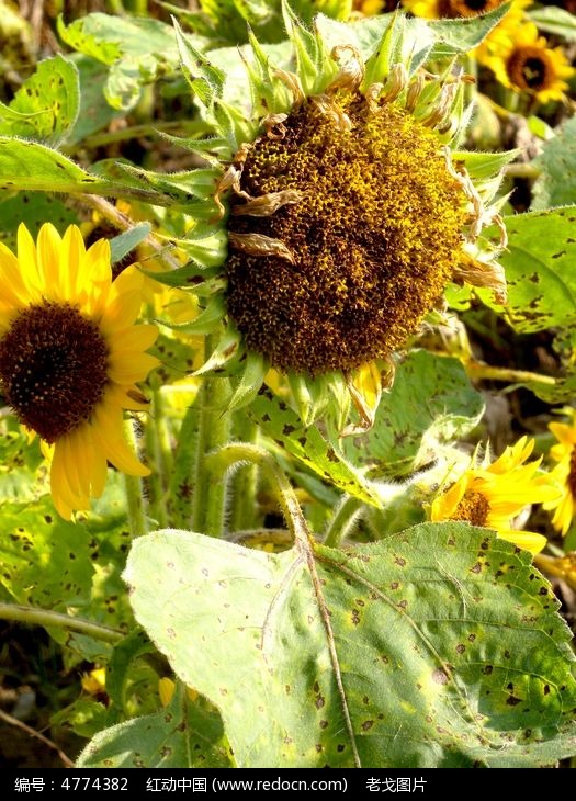 �аܵ����տ�ͼƬ