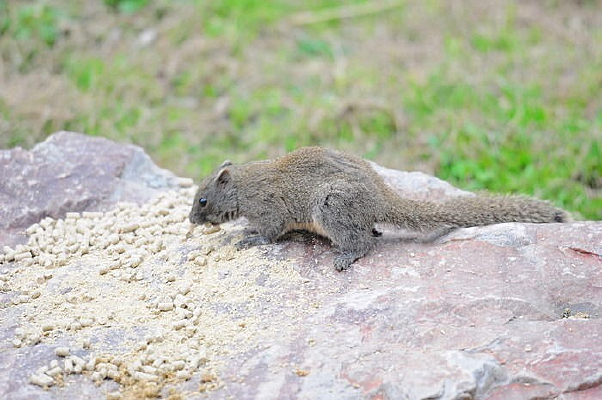 ����Ի���