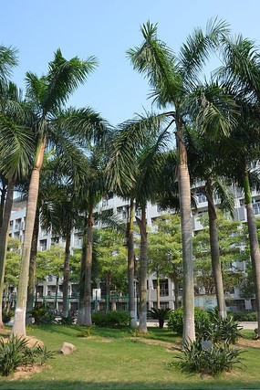 �ô�����