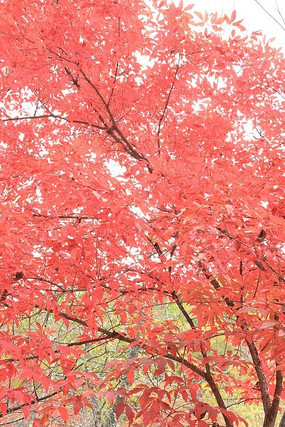 ���ķ�ҶͼƬ