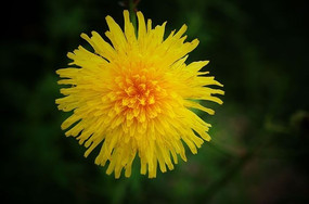 �ѹ�Ӣ�Ļ���