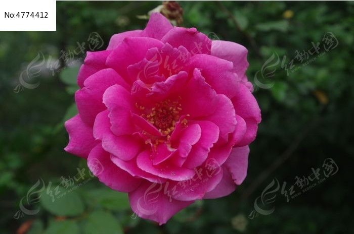 �������¼���������дͼƬ