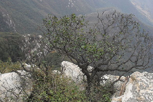 ��ɽ������ʯֲ��