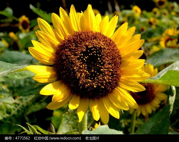 ʢ�������տ�ͼƬ