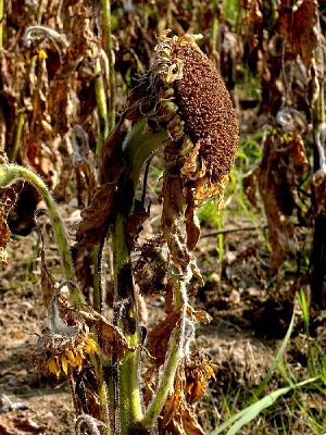 ���տ���л