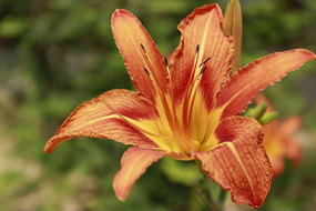 �Ȼ�ɫˮ�ɻ�