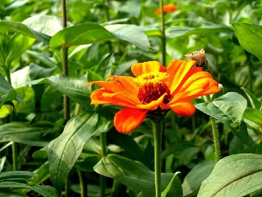 ��ɫ̫����