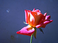 �ɾ�������Ļ���