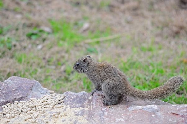 ��ɫ����