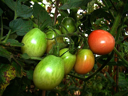 һ����������