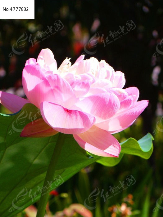 �������ŵĺɻ�ͼƬ