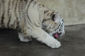 ��ʳ����