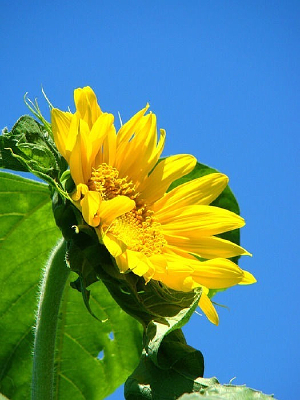 ʢ���Ļ���