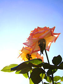 �����һ���¼���