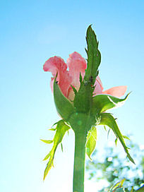 ͤͤ�������¼�������