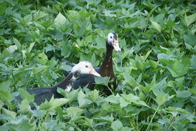 ��Ѽ��ֲ���г�ɶ