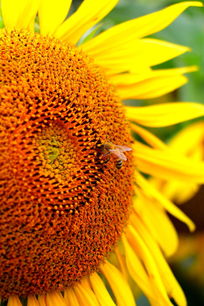 ���տ��ϵ��۷�