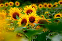 ���տ�֮��