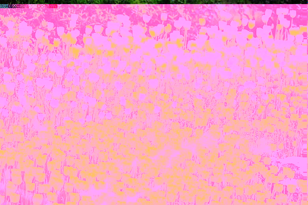 һƬ�����㻨