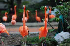 һȺ������