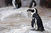 �¶������